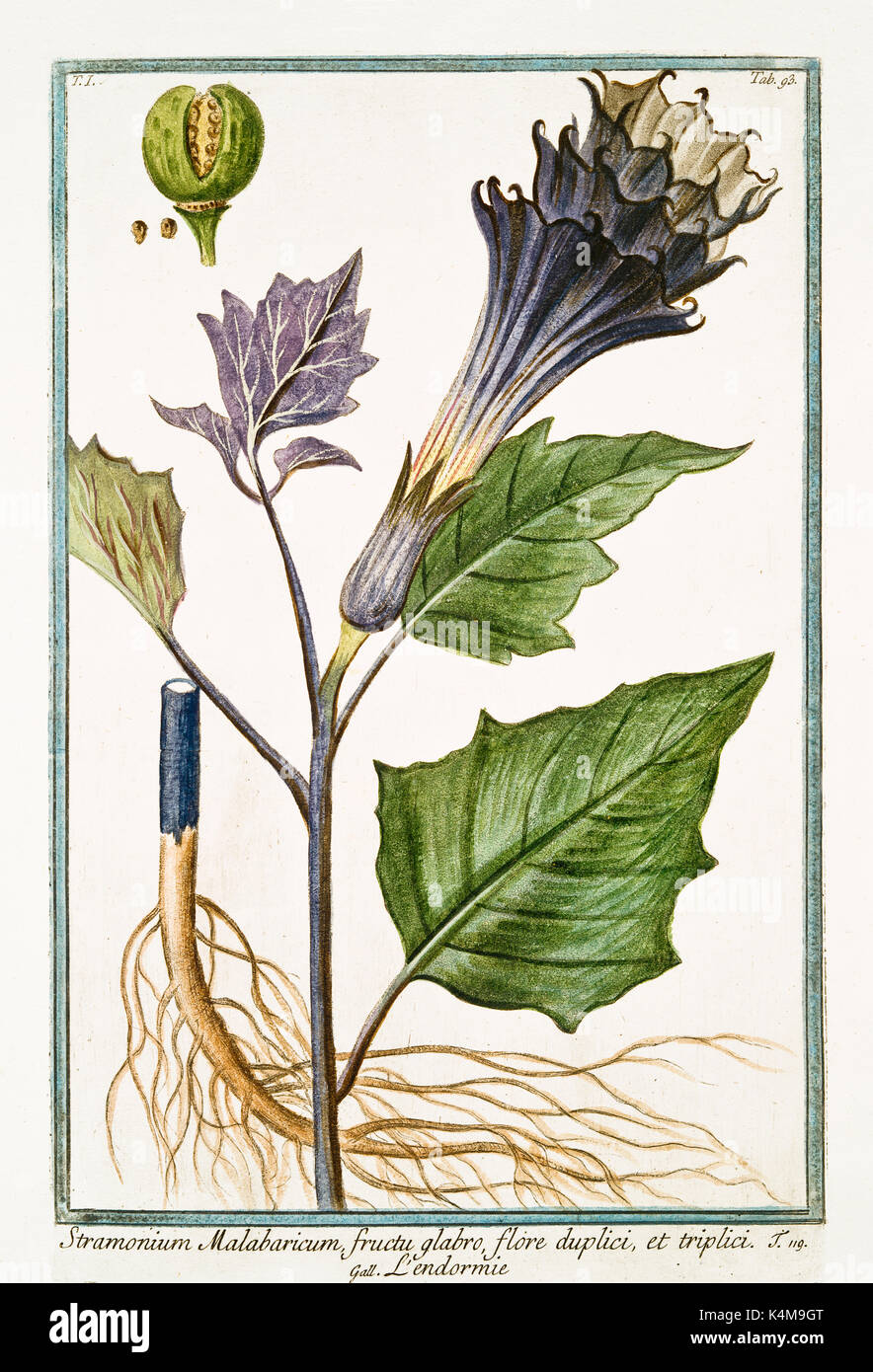 Vecchia illustrazione di Stramonium malabricum (Datura stramonium). Da G. Bonelli Sul Hortus Romanus, publ. N. Martelli, Roma, 1772 - 93 Foto Stock