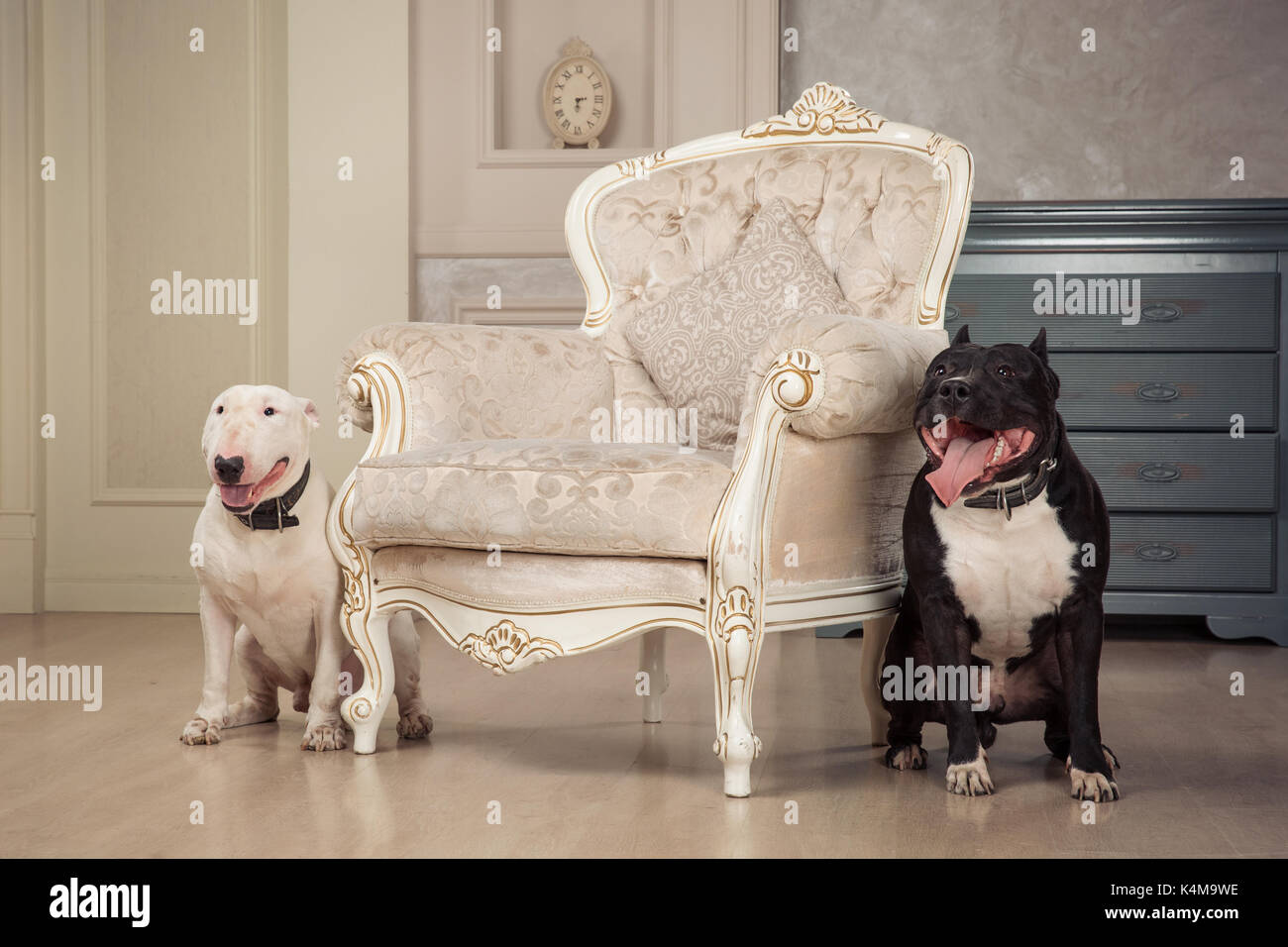 Due cani. Black pit bull o staphorshire terrier e bianco sono bulterrier nell'annata di produzione interni. Cani siating su entrambi i lati della sedia bianca. Vite prigioniera Foto Stock