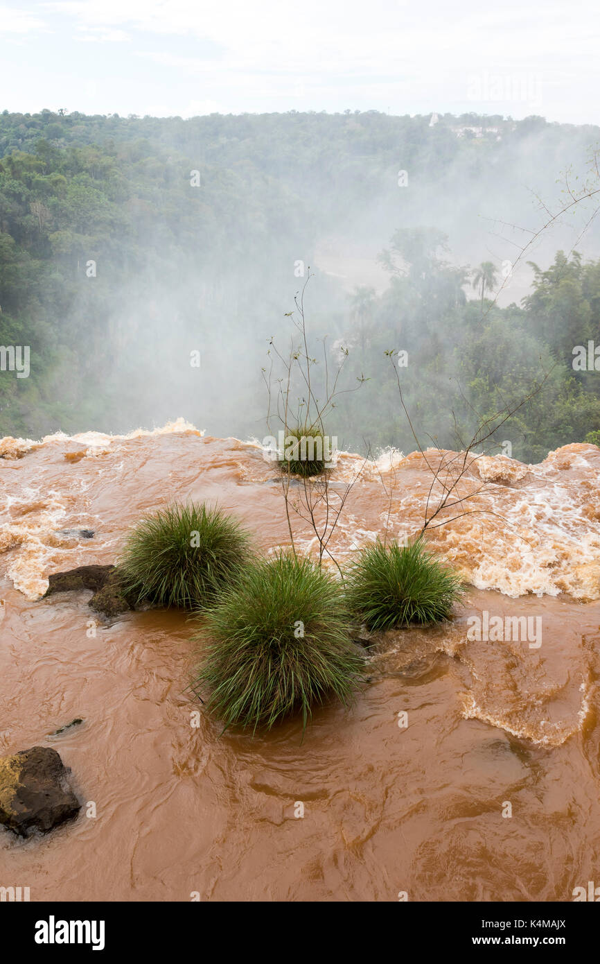 Impianti a bordo di una cascata a Iguazu falls Foto Stock