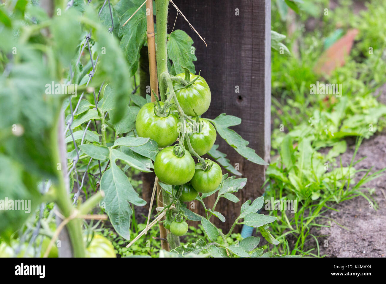 Verde pomodori immaturi sono in crescita in un orto biologico Foto Stock