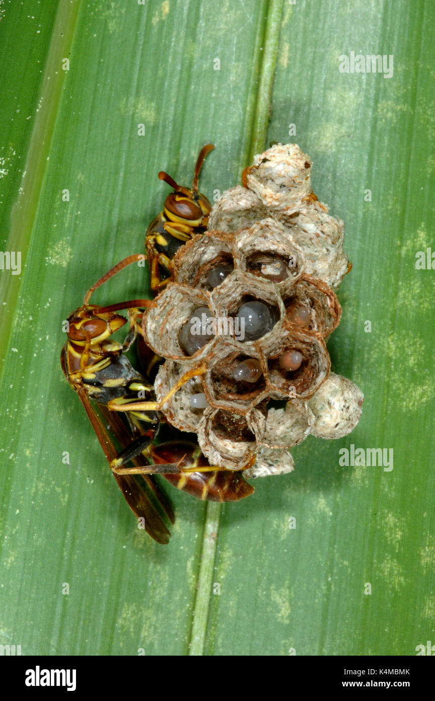 Carta vespe sul nido, Hymenoptera, Florida Foto Stock