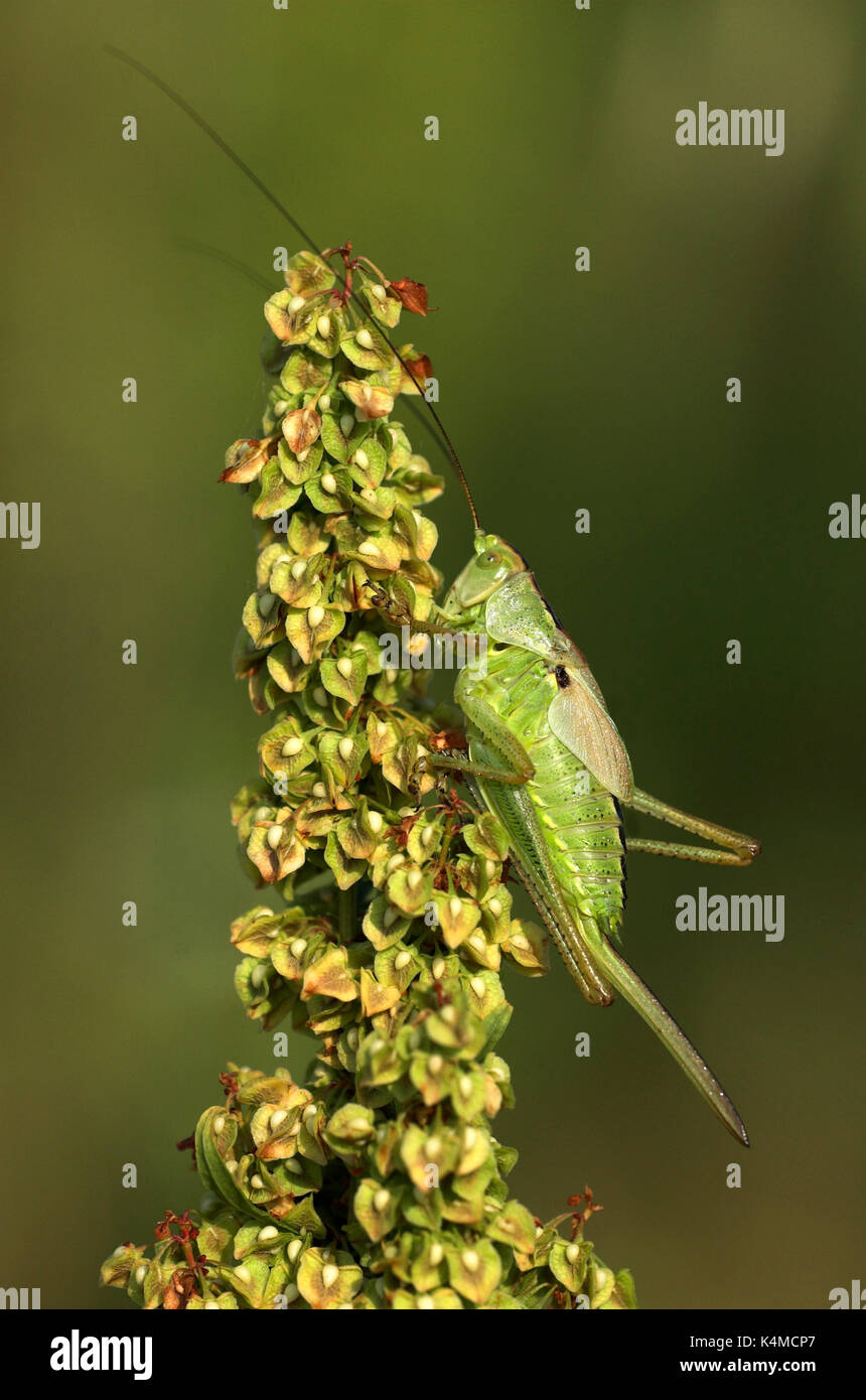 Bush cricket, orthoptera, tettigoniidae, Francia sul fiore seme head Foto Stock