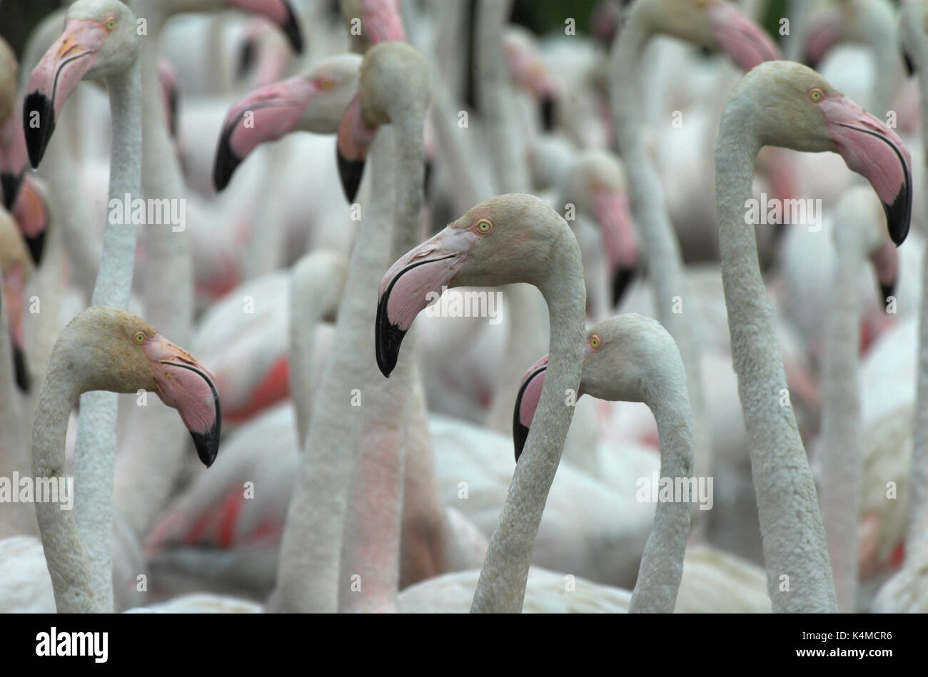 Maggiore il fenicottero rosa Phoenicopterus ruber, gruppo ritratti, CAMARGUE, Francia meridionale, Wetland Bird, laguna alimentatore filtro, Arles, Marseille Provence, o Foto Stock