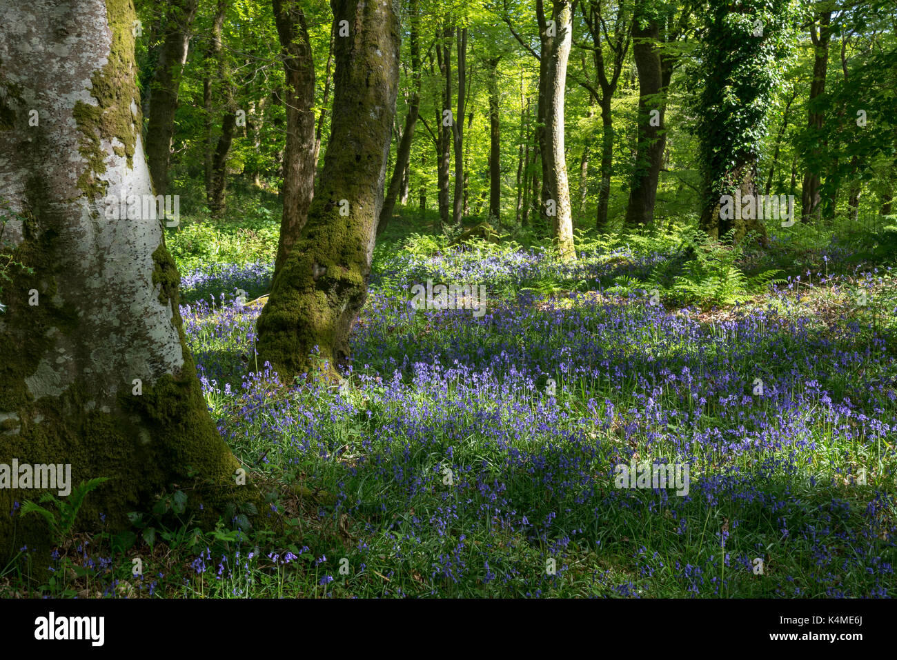 Bluebells a coed aber artro vicino llanbedr, Gwynedd, il Galles del nord. Foto Stock