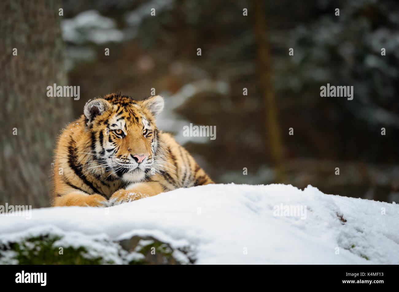 Tiger giacente sulla neve Foto Stock