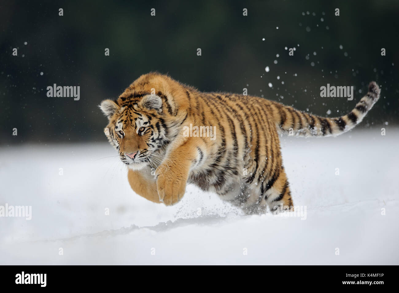 Tiger salto sulla neve Foto Stock
