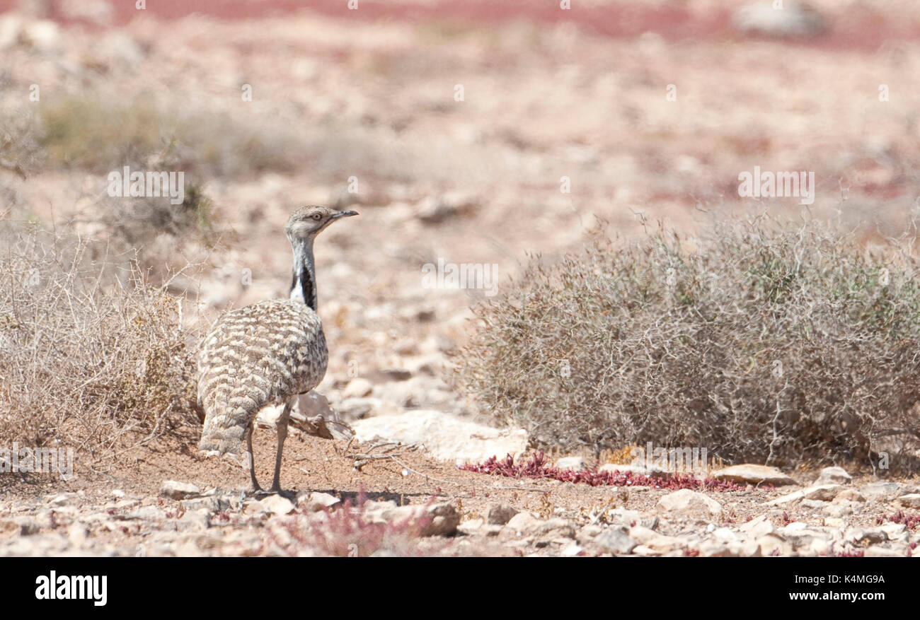 Houbara bustard, chlamydotis undulata fuertaventurae, tindaya pianura, Fuerteventura, Isole canarie, Spagna, in via di estinzione sullo spagnolo bird lista rossa Foto Stock