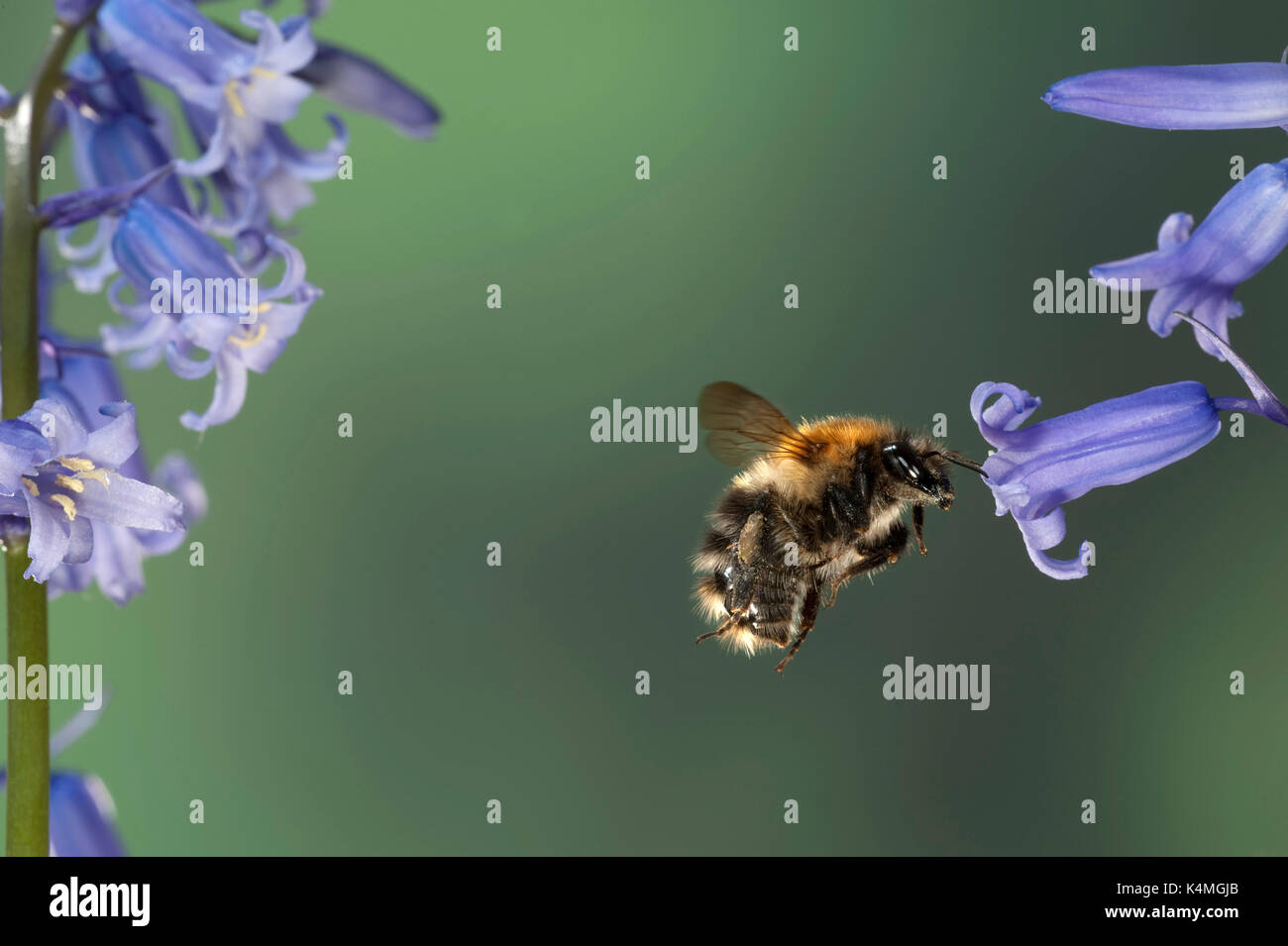 Carda comune Bumble Bee, bombus pascuorum, in volo e volare attraverso bluebells, UK, alta velocità tecnica fotografica Foto Stock
