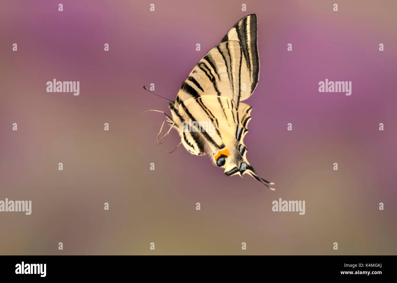 Scarse a coda di rondine, a farfalla iphiclides podalirius, europee e medio oriente specie, primavera ed estate, volare in volo, alta velocità fotografia Foto Stock
