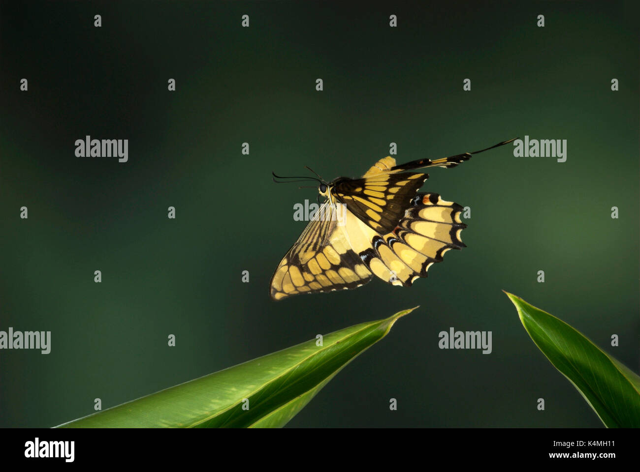 A coda di rondine gigante o cane arancione farfalla papilio cresphontes, in volo, Costa Rica, alta velocità tecnica fotografica, il volo libero, giallo e blac Foto Stock
