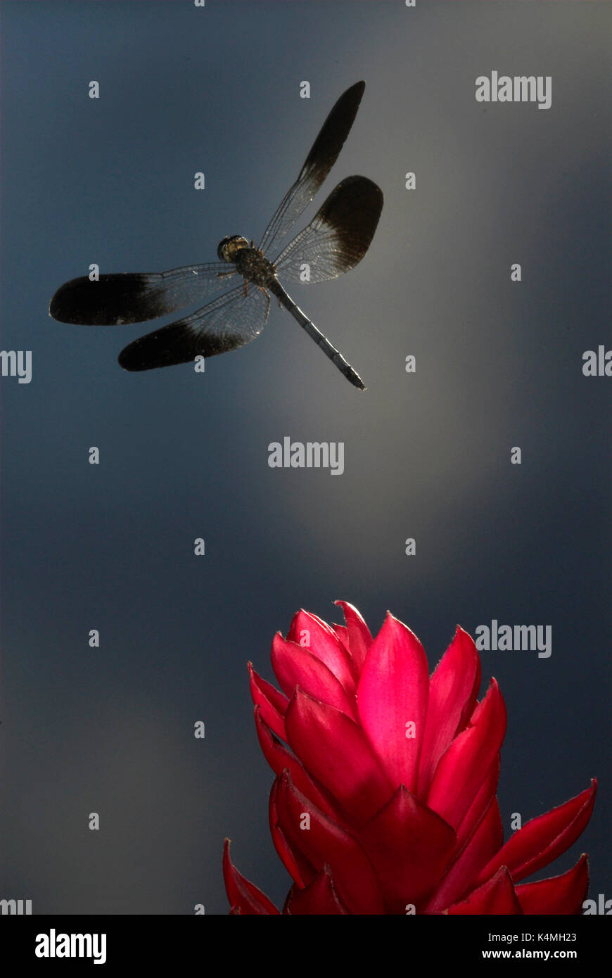 Libellula nero, in volo, Costa Rica, alta velocità tecnica fotografica, volare, ordine: odonati, giungla tropicale, nero ali a bande Foto Stock