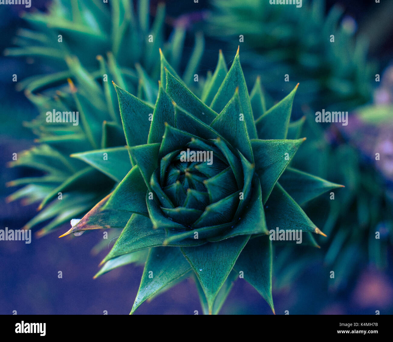 Monkey tree close up shot Foto Stock