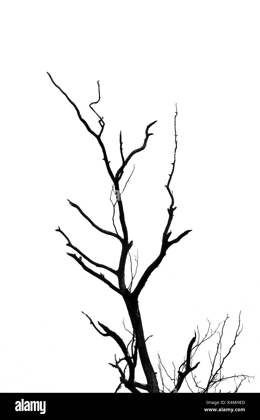 Albero sfrondato rami silhouette su sfondo bianco. Foto Stock
