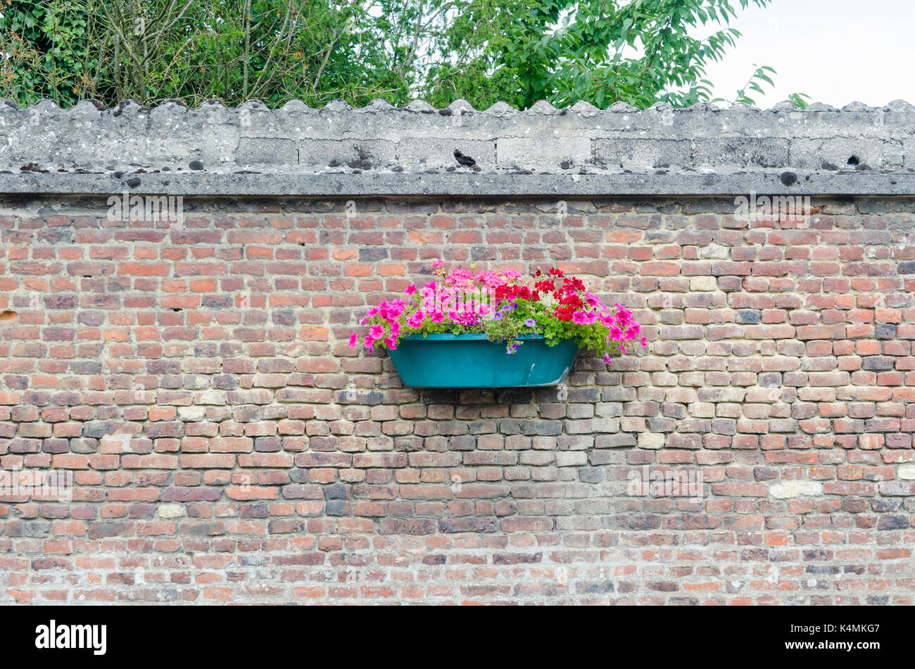 Rosa e rosso dei gerani in una parete del cestello montato su di un muro di mattoni in una cittadina francese Foto Stock