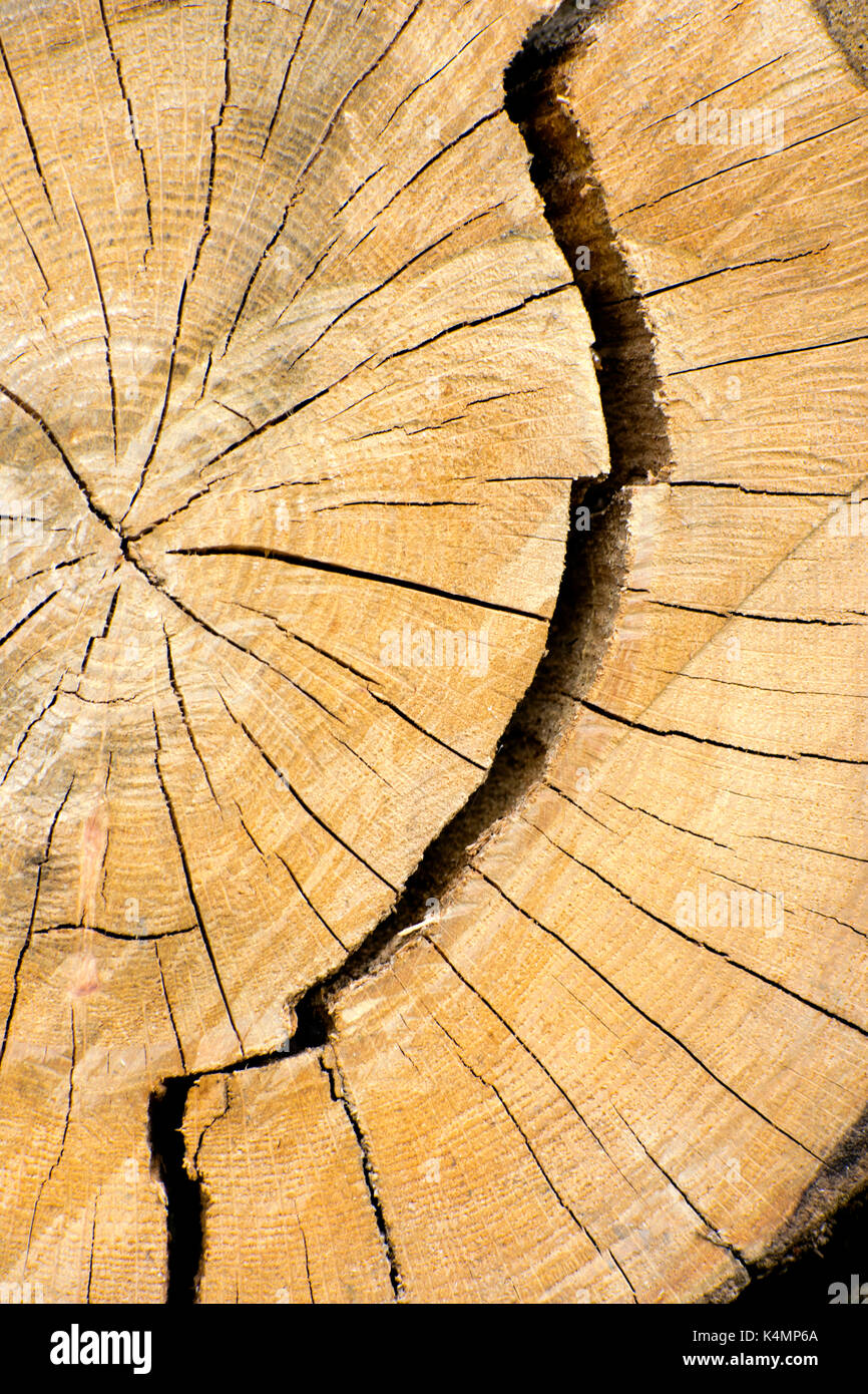 A grana di legno fresco tagliato log split vicino il modello naturale e texture. Foto Stock