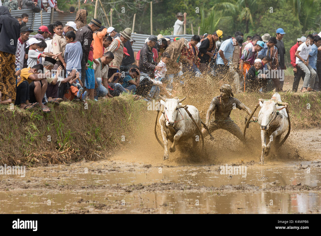 Pacu jawi (vacca racing) in occidente sumarta, Indonesia. annuale e tradizionale sport per spettatori di fantini racing 2 premio vacche lungo un risone celebrat campo Foto Stock