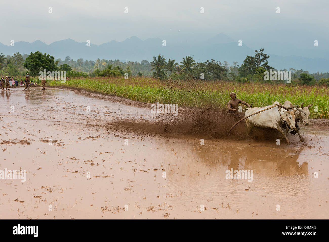 Pacu jawi (vacca racing) in occidente sumarta, Indonesia. annuale e tradizionale sport per spettatori di fantini racing 2 premio vacche lungo un risone campo. Foto Stock