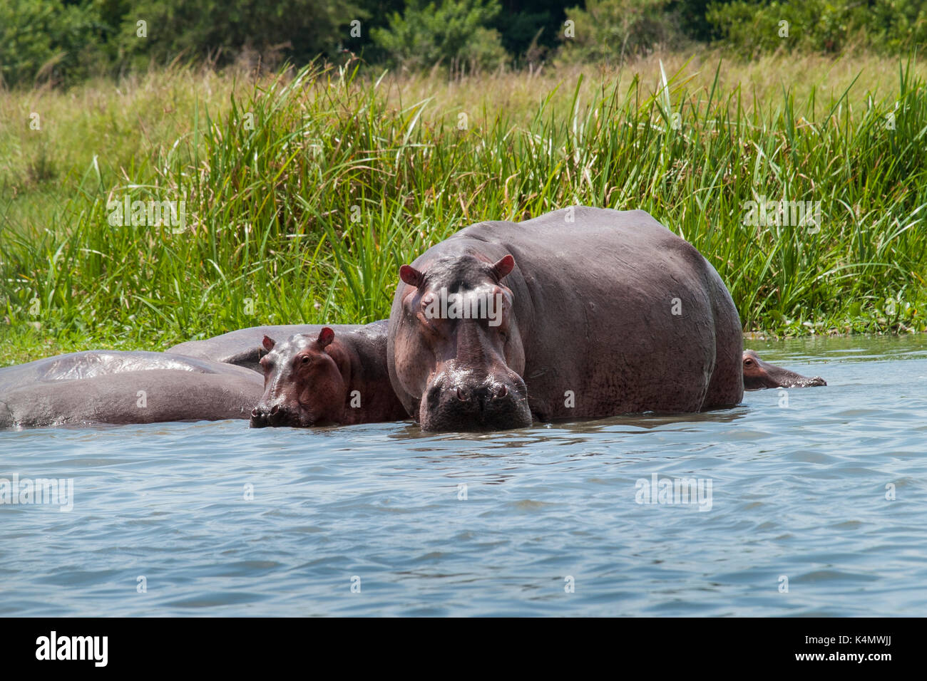 Un adulto e bambino ippona nei fondali bassi vicino alla riva del fiume Nilo, Uganda, Africa Foto Stock