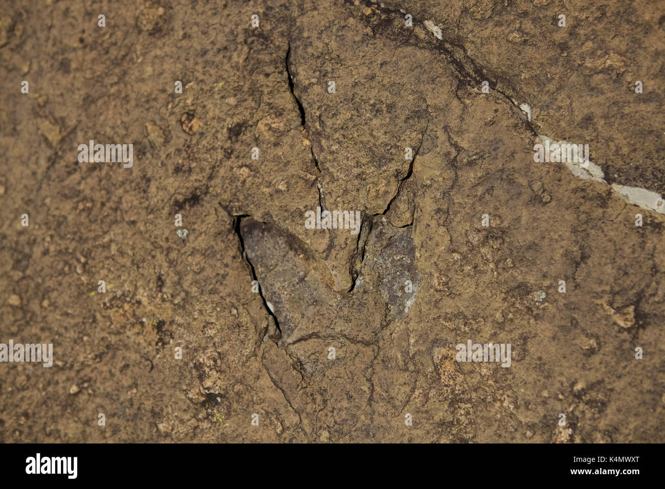 Piede di dinosauri stampe nella roccia sulle montagne alle spalle di morija guest house, Lesotho, Africa Foto Stock