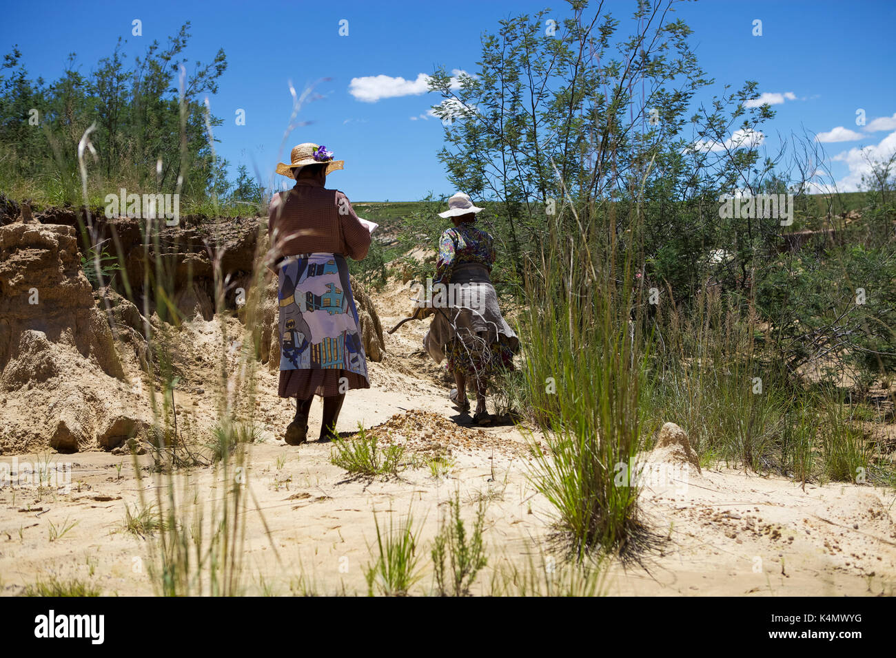 Donna di piantare alberi in un donga, un burrone a secco formato da acqua corrente, per aiutare a legare il terreno, Lesotho, Africa Foto Stock