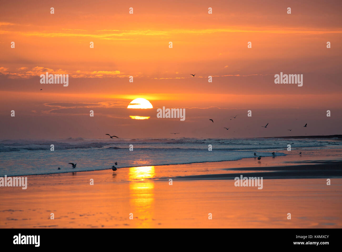 Alba da bamburgh beach con i gabbiani in silhouette e sun di orange orb, bamburgh, Northumberland, England, Regno Unito, Europa Foto Stock