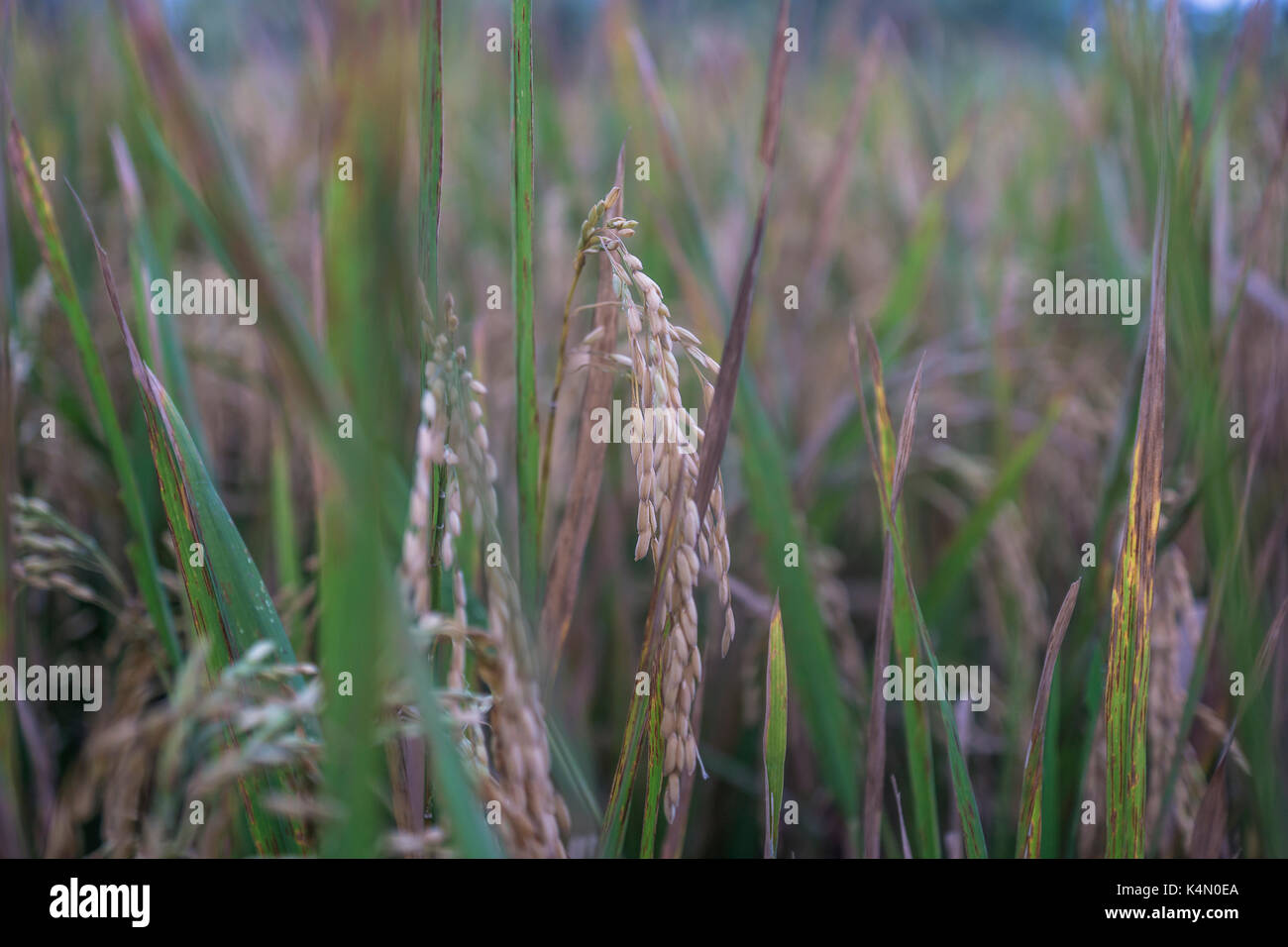 Primo piano del riceplants con freddo blu colore in Ubud, Bali, Indonesia Foto Stock