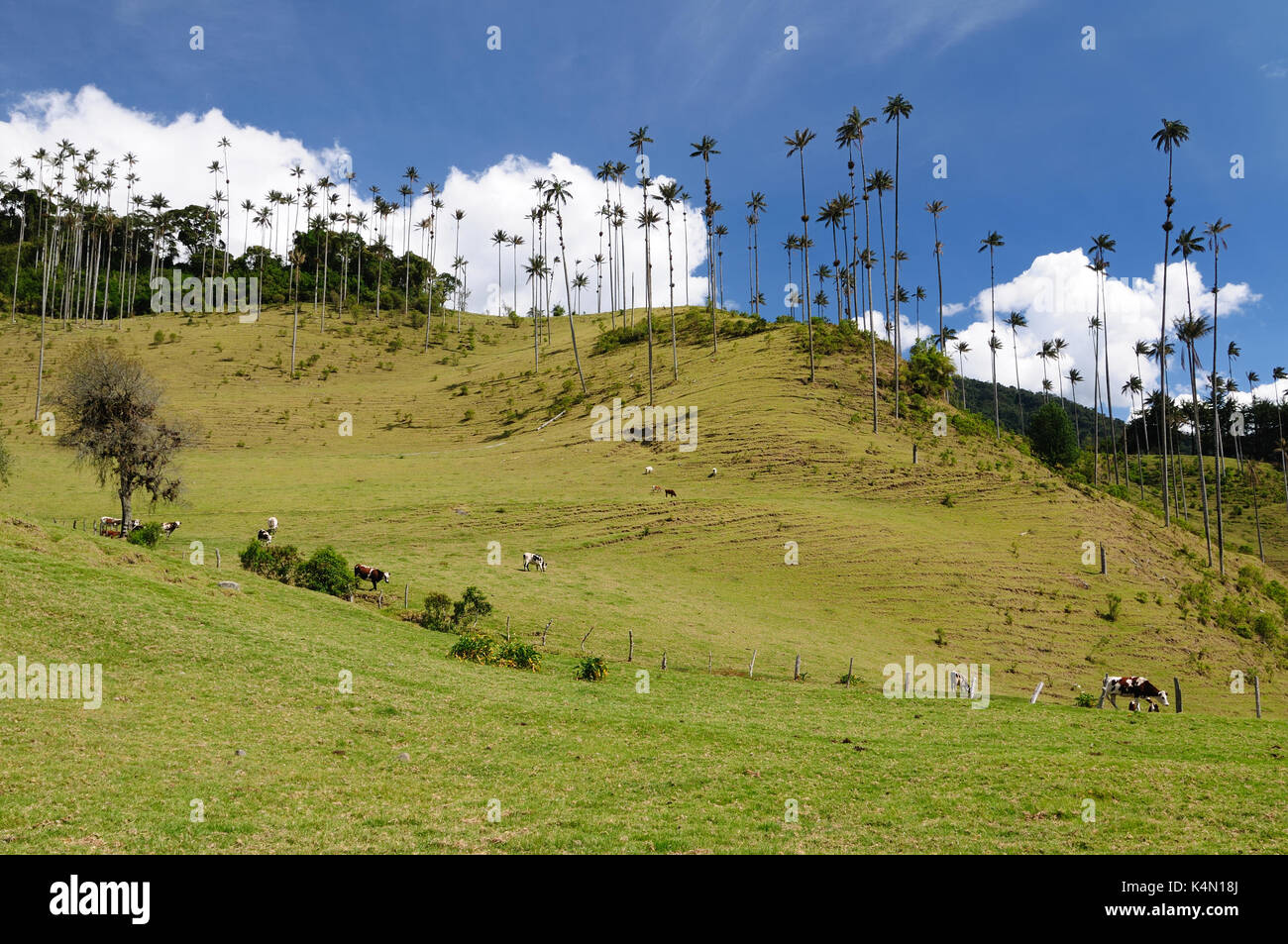 La Colombia, cocora Valley vicino a salento ha un incantevole paesaggio di pinies ed eucalipto sovrastato dal famoso palme da cera, colombias tre nazionali Foto Stock