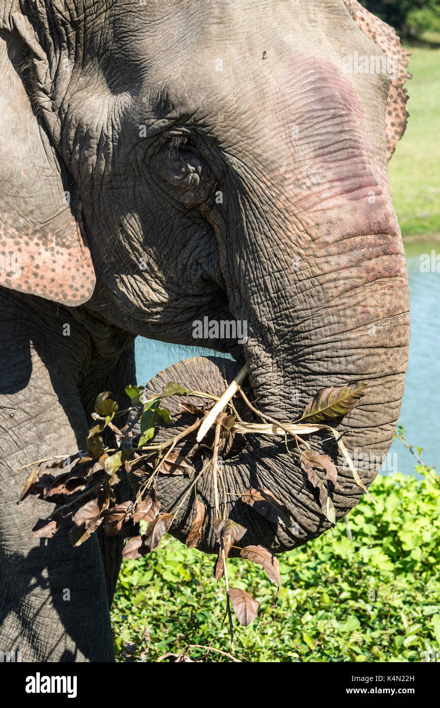 L'elefante indiano (Elephas maximus indicus) alimentazione su erba e foglie, il parco nazionale di Kaziranga, Assam, India, Asia Foto Stock