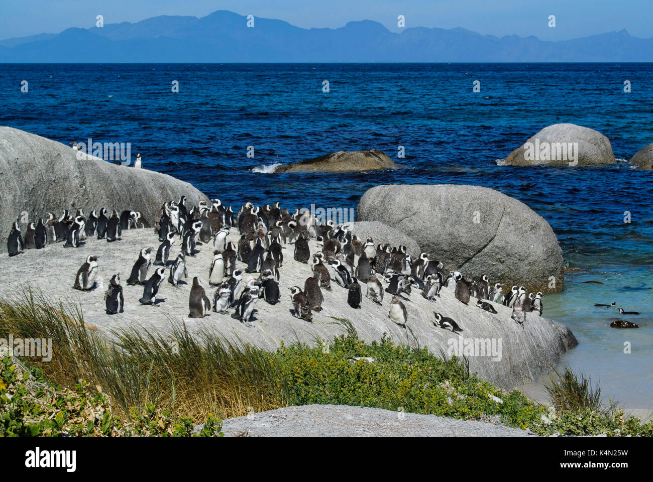I Penguins africani (Spheniscus demersus) in appoggio sui massi di granito a foxy beach, Cape Peninsula, sud africa Foto Stock