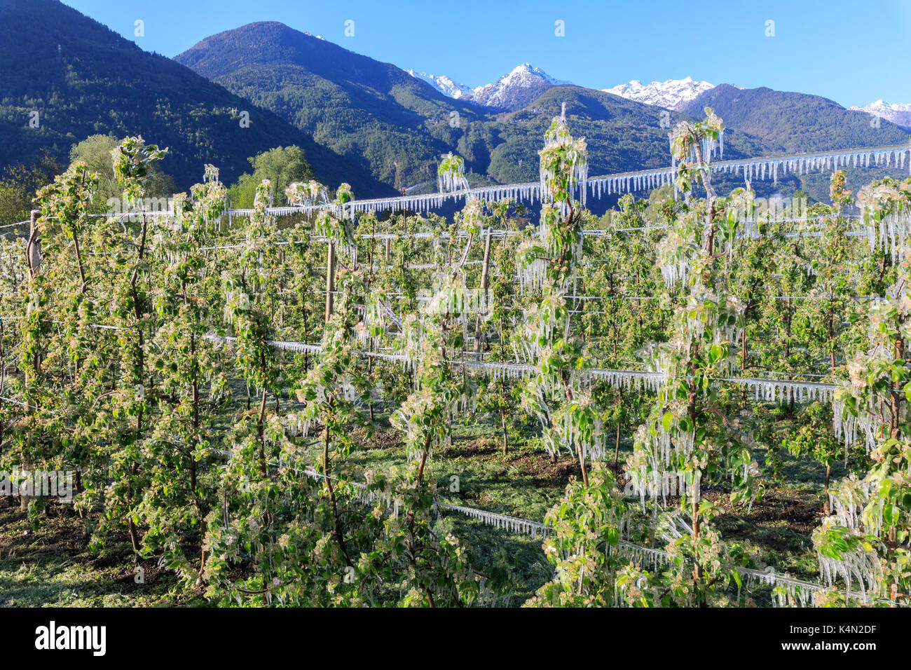 Blue Sky oltre i frutteti di mele ricoperta di ghiaccio in primavera, Villa di Tirano, provincia di Sondrio e della valtellina, Lombardia, Italia, Europa Foto Stock