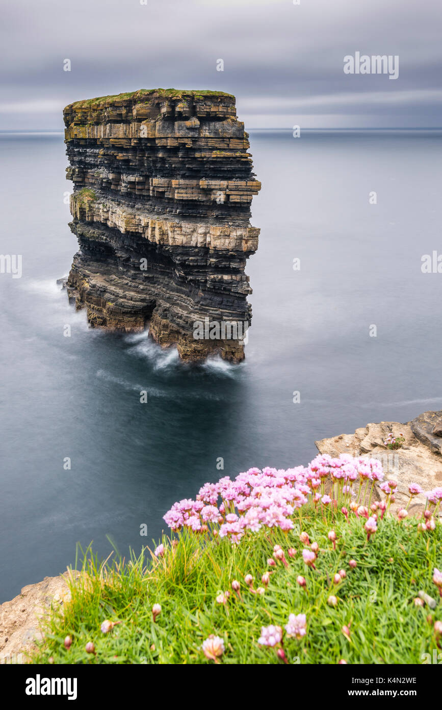 Downpatrick testa con fiori in primo piano, Ballycastle, nella contea di Mayo, connacht provincia, Repubblica di Irlanda, Europa Foto Stock