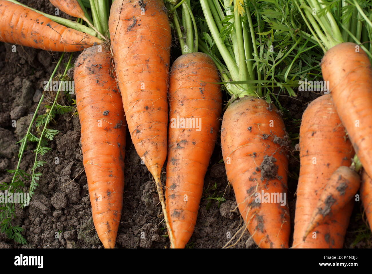 Harvest freschi Carote organico sul terreno. Fattoria il lavoro stagionale. close-up. Foto Stock