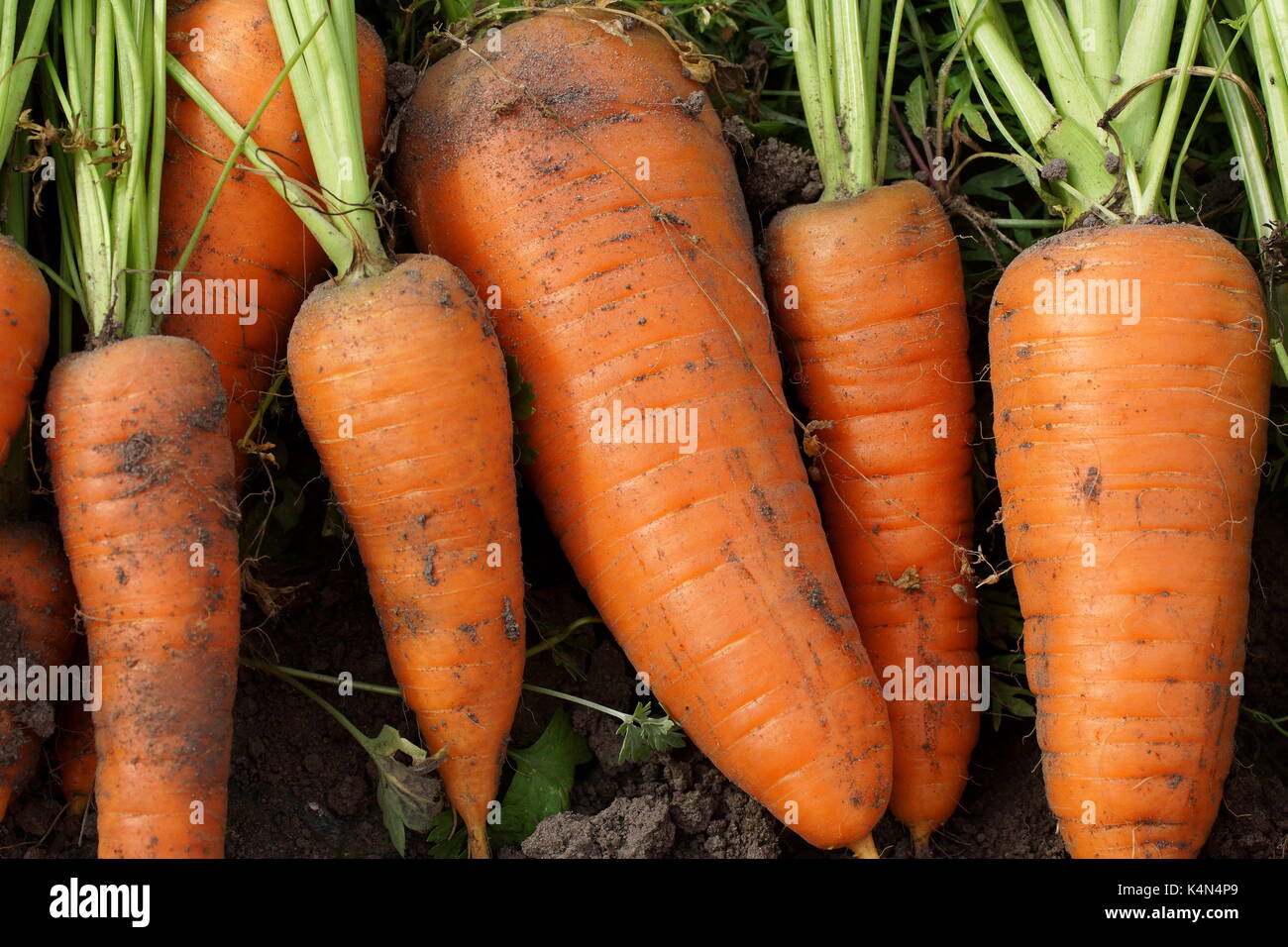 Harvest freschi Carote organico sul terreno. Fattoria il lavoro stagionale. close-up. Foto Stock
