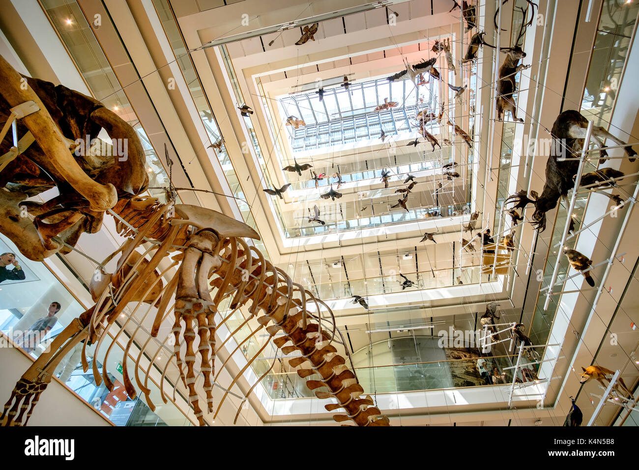 Trento, 14 ago 2017 - museo di storia naturale del muse progettata da Renzo Piano lobby principale con animali imbalsamati e ossa di balena Foto Stock