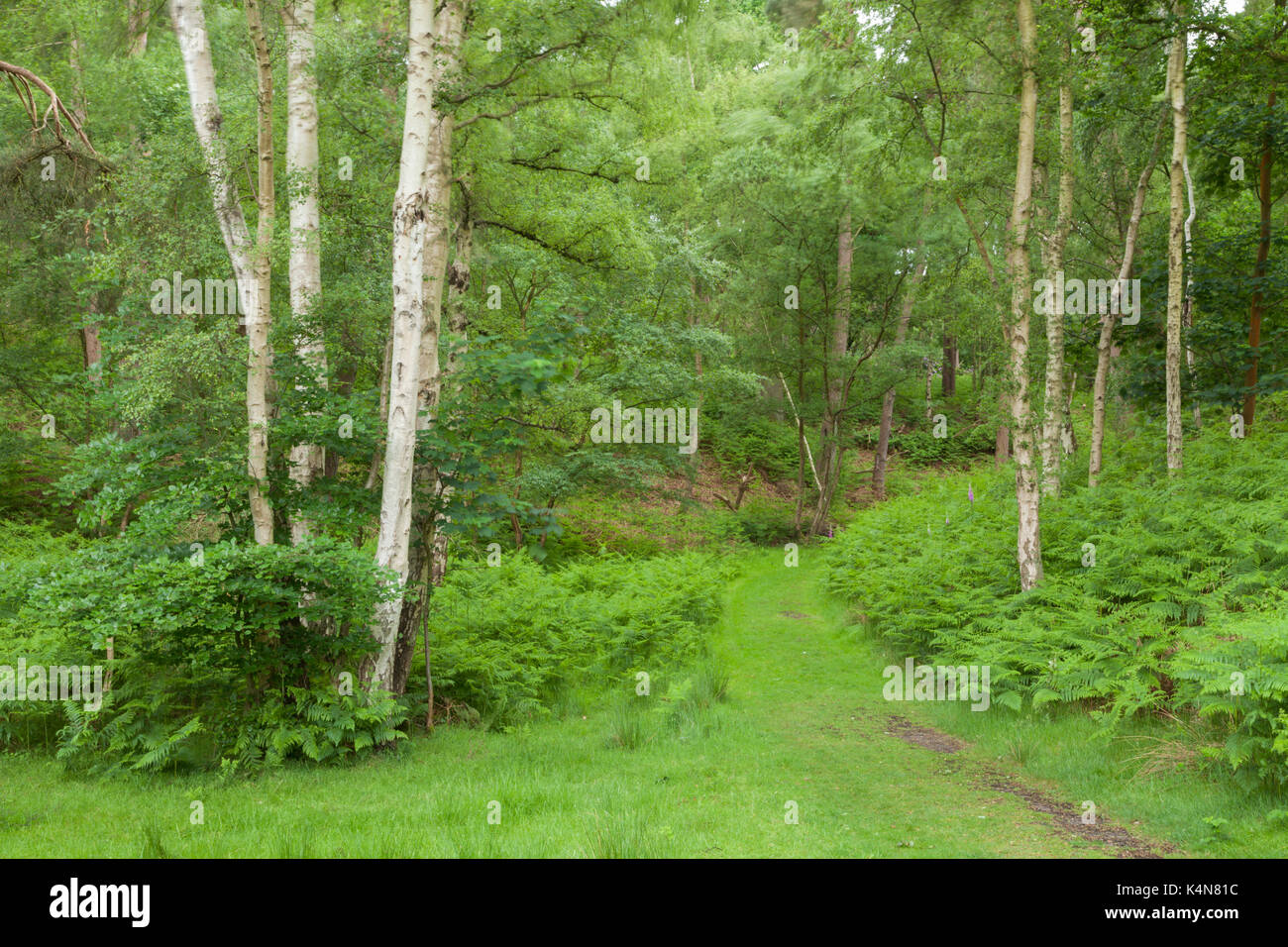 Un sentiero entra in un bosco dell, parte del variegato paesaggio di brughiera di Dersingham Bog a inizio estate vicino a Kings Lynn nel Norfolk, Inghilterra. Foto Stock