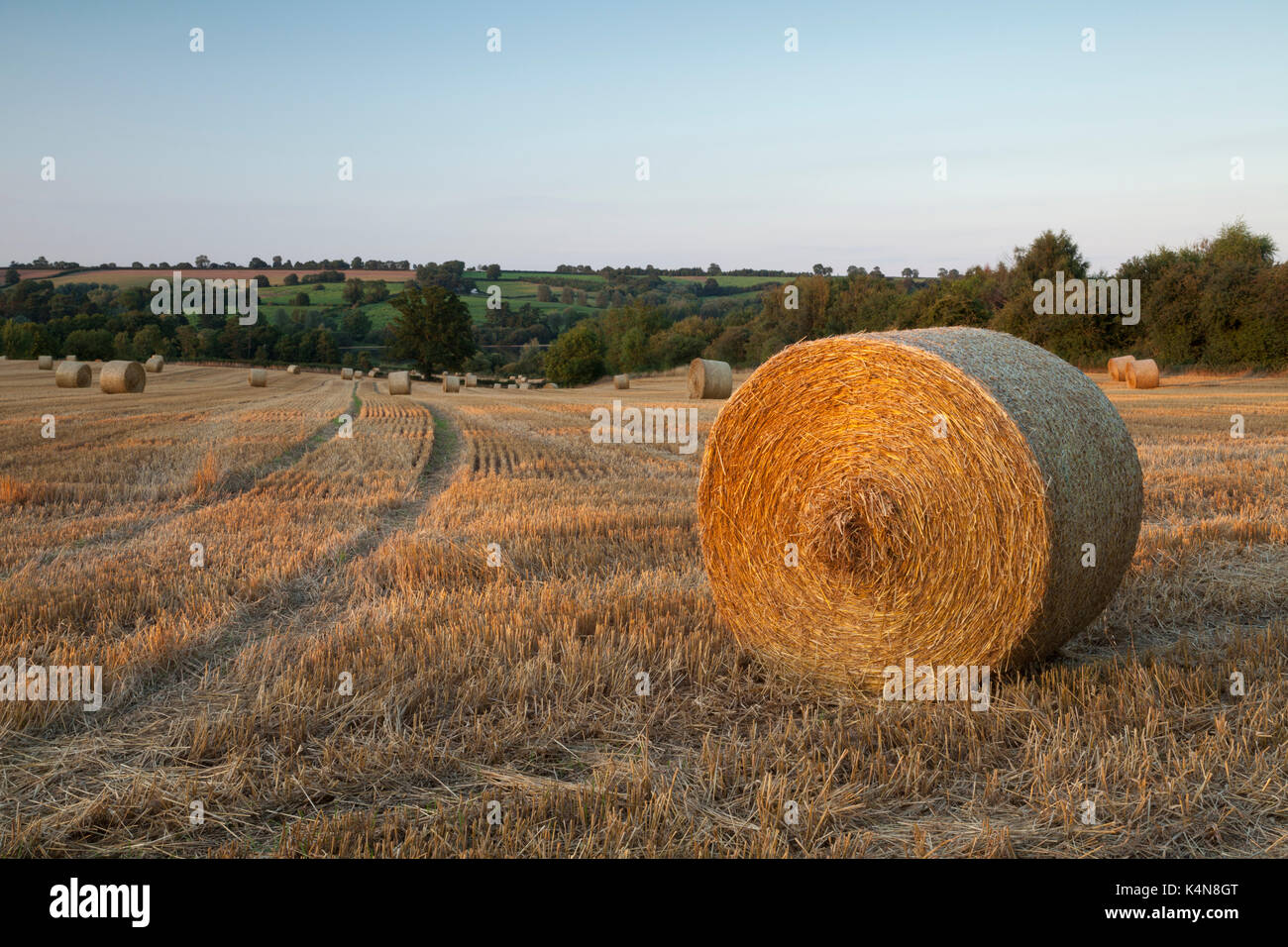 Un campo di grano tondo le balle di paglia bagnata in serata calda luce del sole vicino al tramonto, Ravensthorpe nel Northamptonshire, Inghilterra. Foto Stock