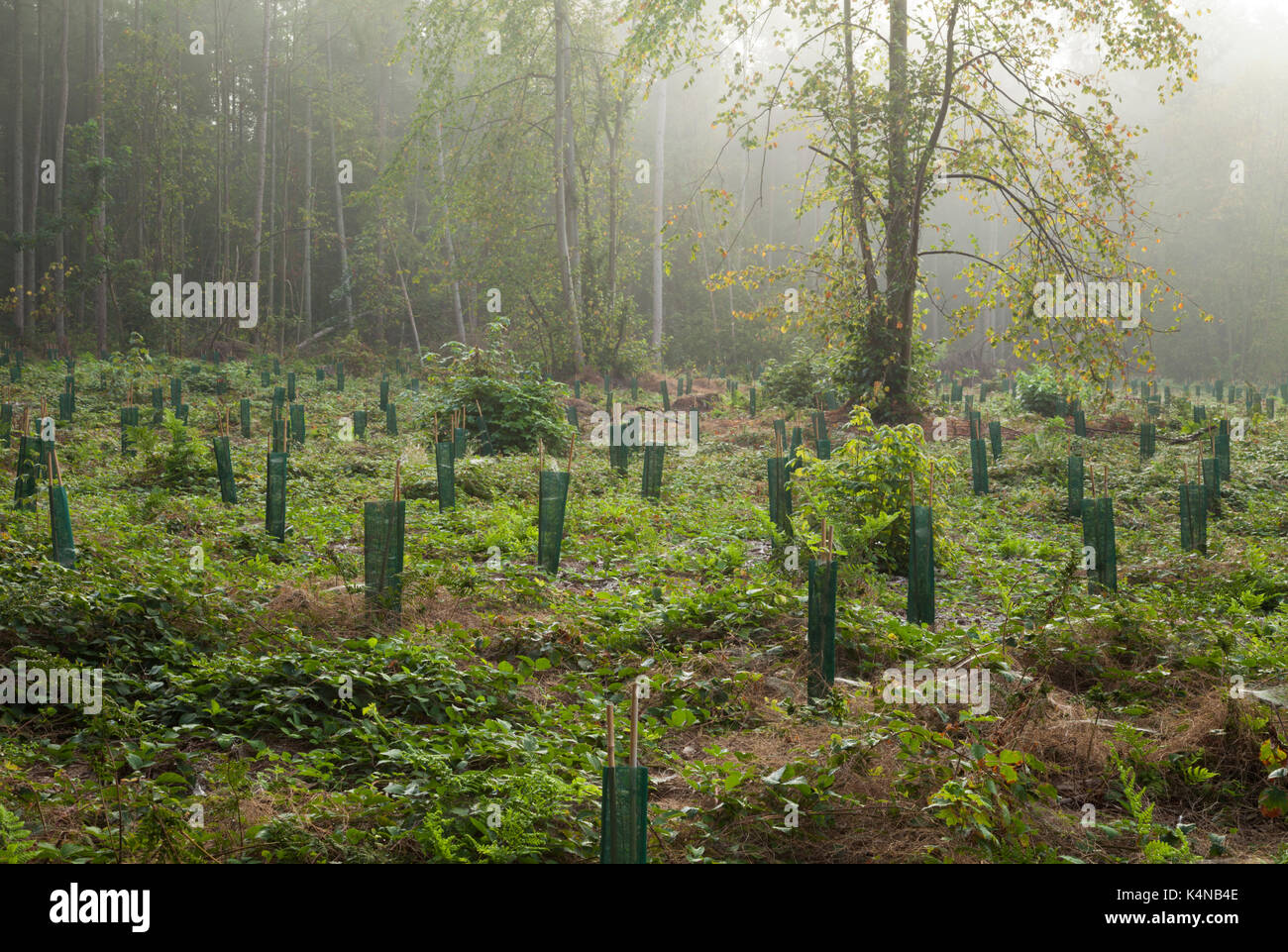 Early Morning mist indugia tra un tratto di bosco che è stato ripiantato principalmente con latifoglie, Harlestone abeti, Northampton, Inghilterra Foto Stock