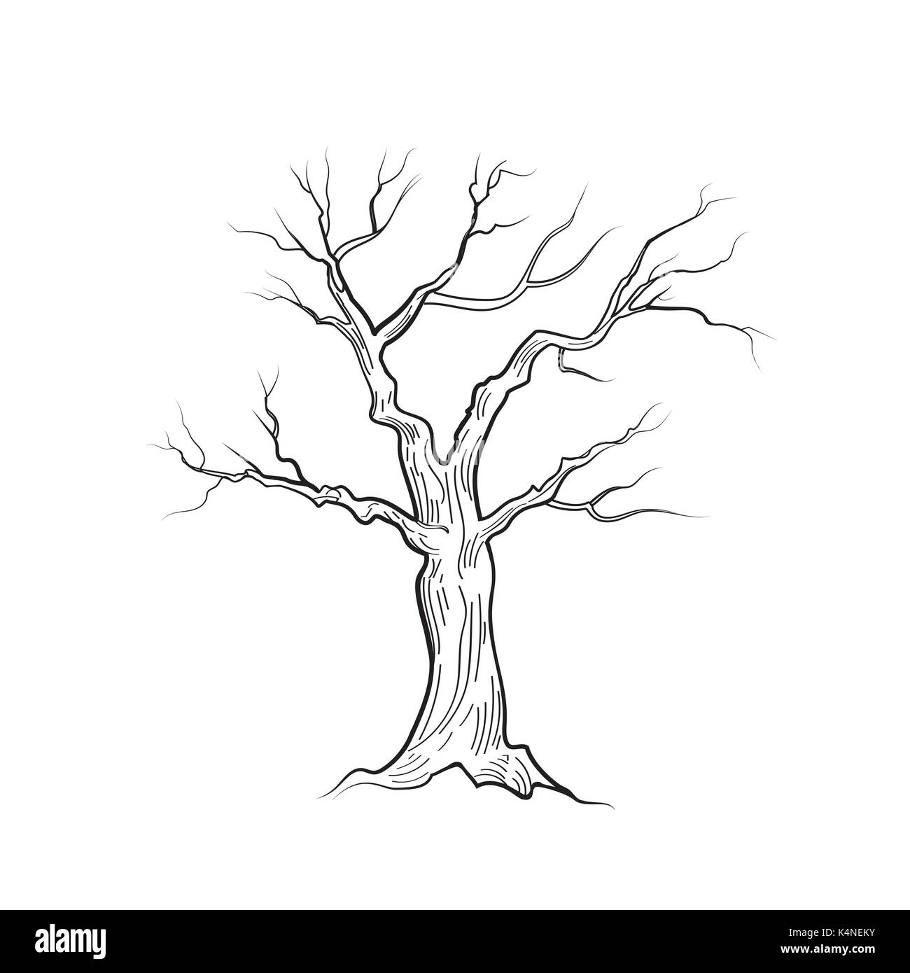 Albero senza foglie Immagini Vettoriali Stock - Alamy