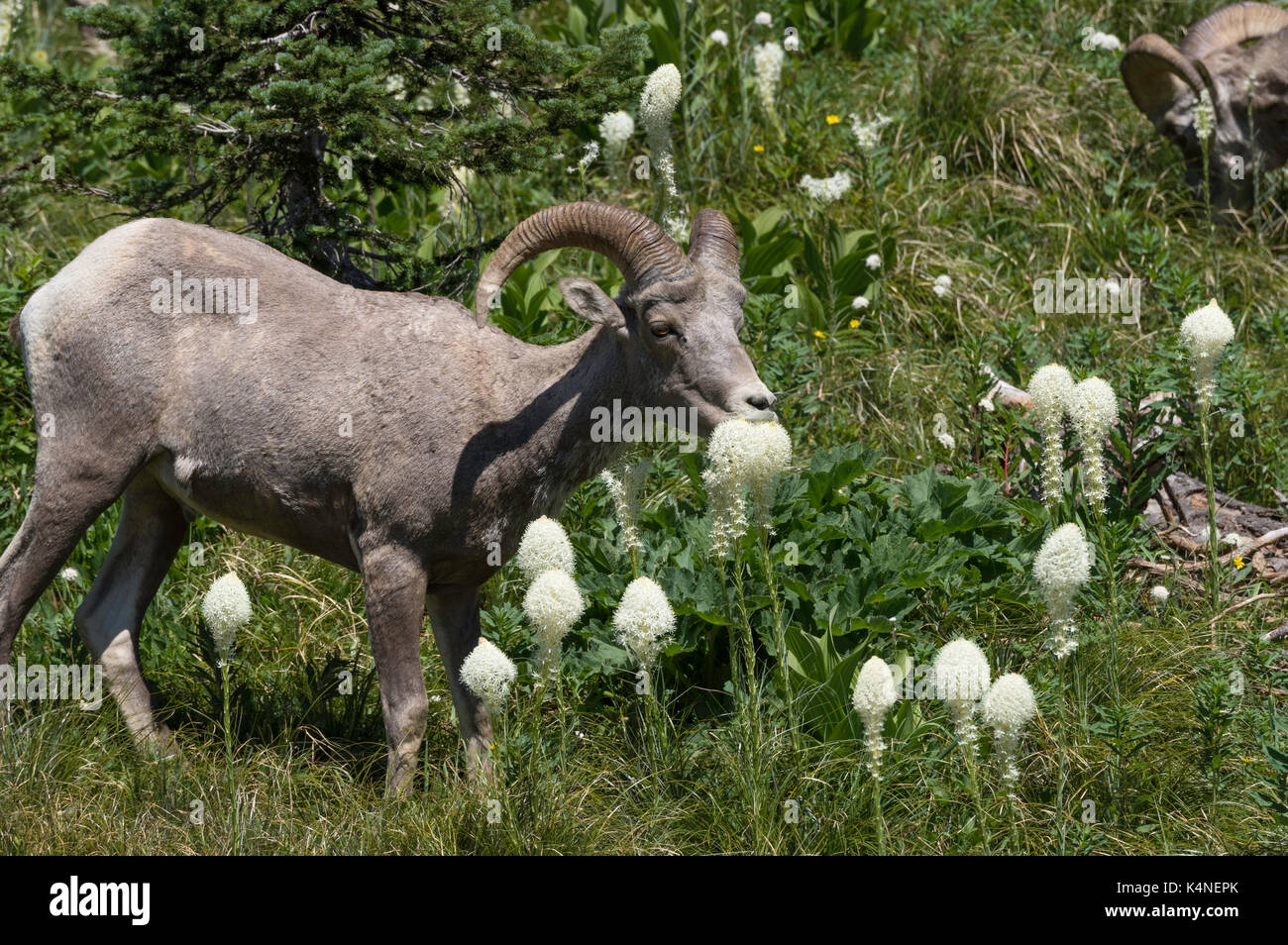 Rocky Mountain bighorn mangiare beargrass, il Glacier National Park Montana Foto Stock