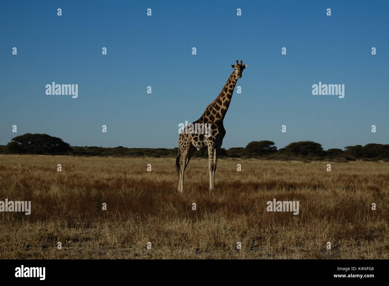 Una giraffa di alto standing Foto Stock