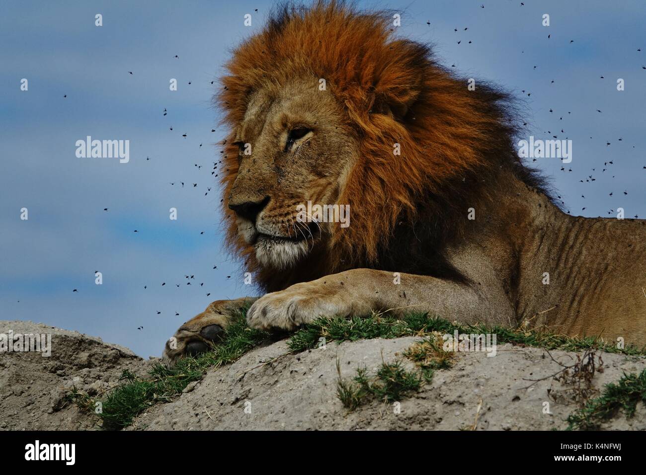 Testa di leone con mosche Foto Stock