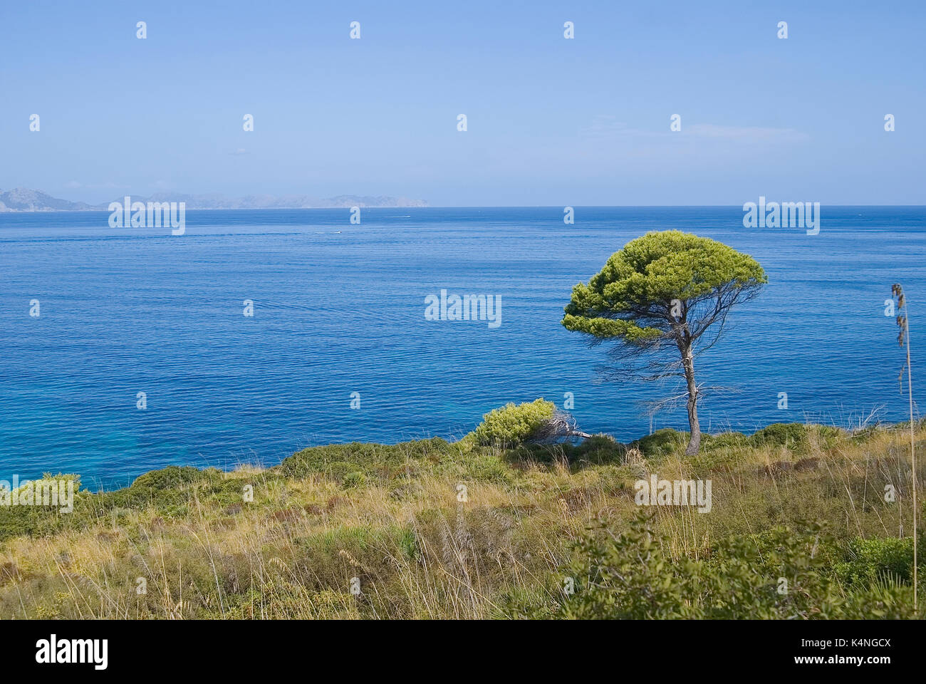 Pino con blu sullo sfondo del mare nelle isole baleari Foto Stock