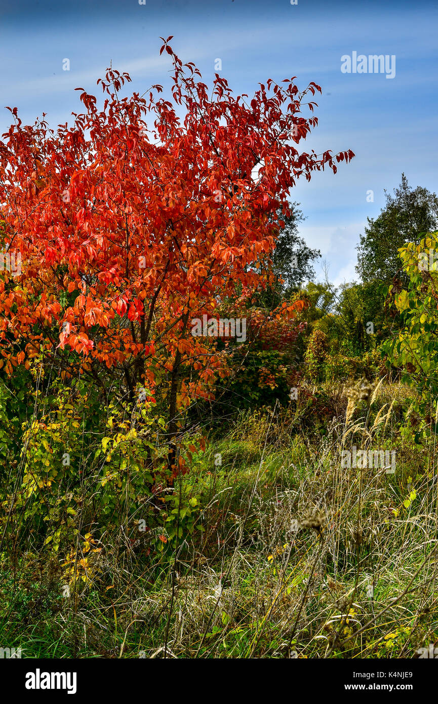 Autunno alberi con foglie rosse e blu del cielo. Foto Stock