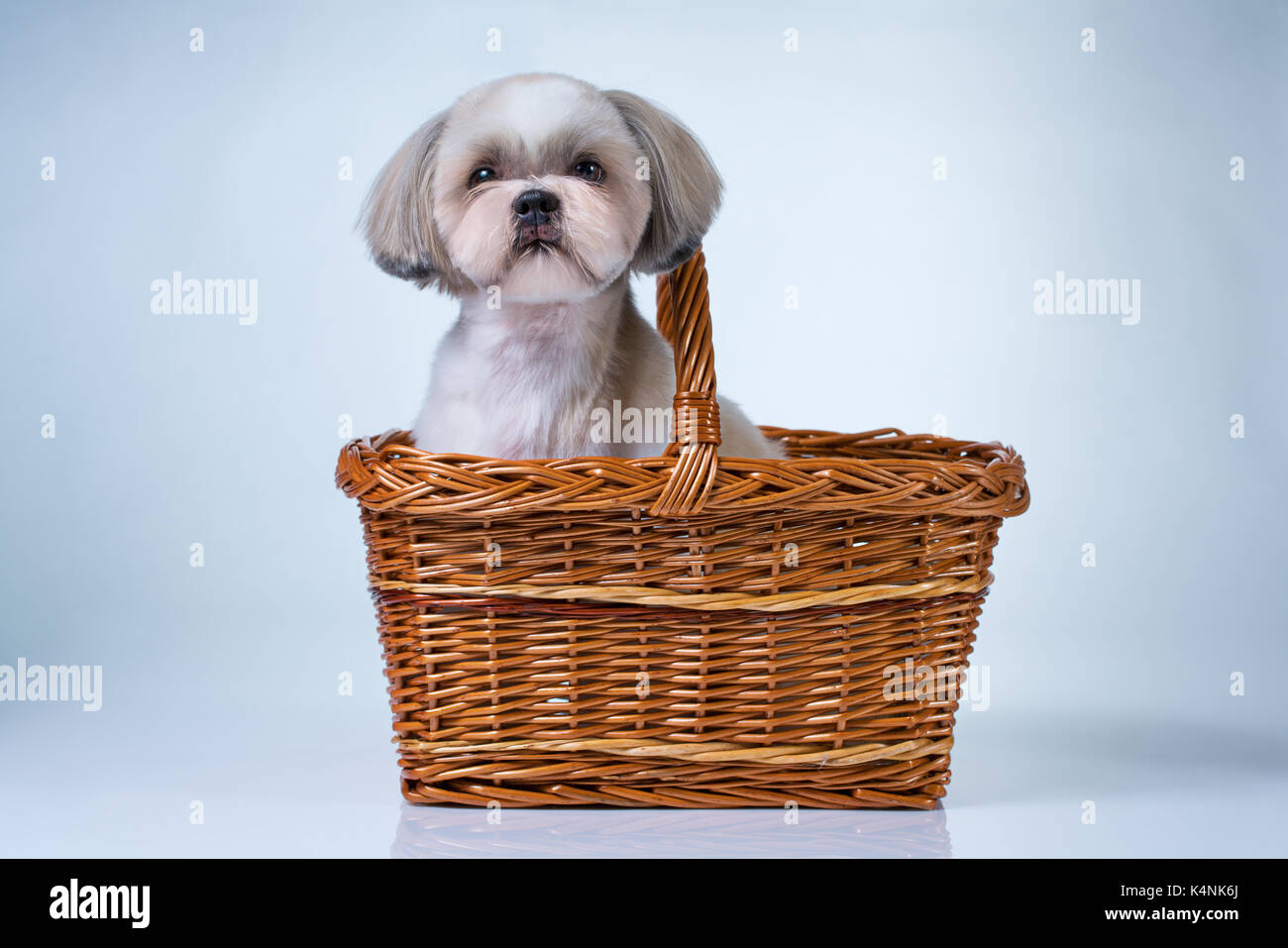 Carino shih tzu dog sitter nel cesto su bianco e lo sfondo blu Foto Stock