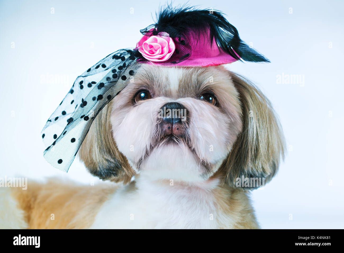 Shih tzu cane nel cappello rosa su sfondo bianco Foto Stock