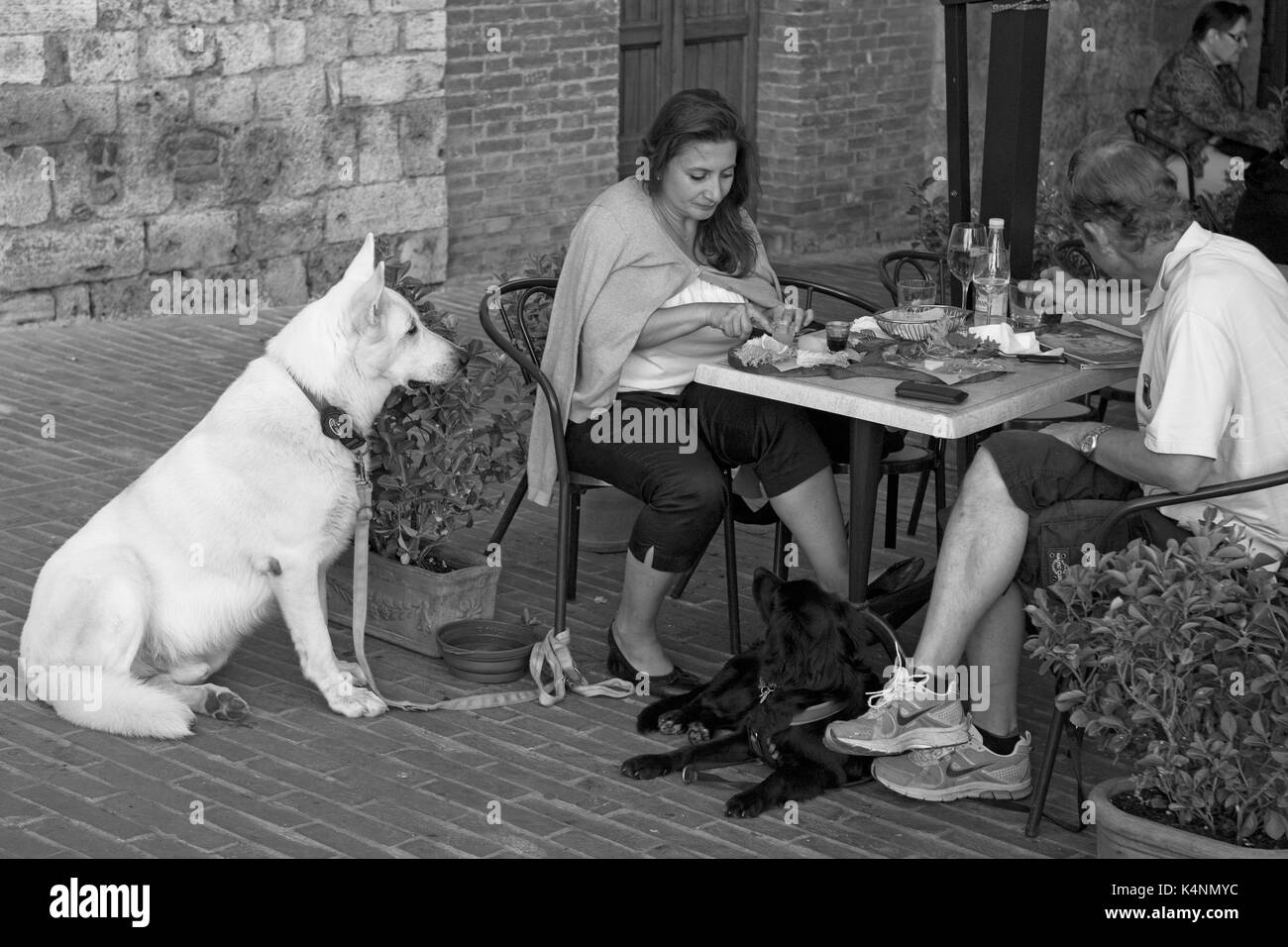 Due cani si avvedono attentamente al pasto che i loro proprietari mangiano, Piazza della Cisterna, San Gimignano, Toscana, Italia: Versione in bianco e nero Foto Stock