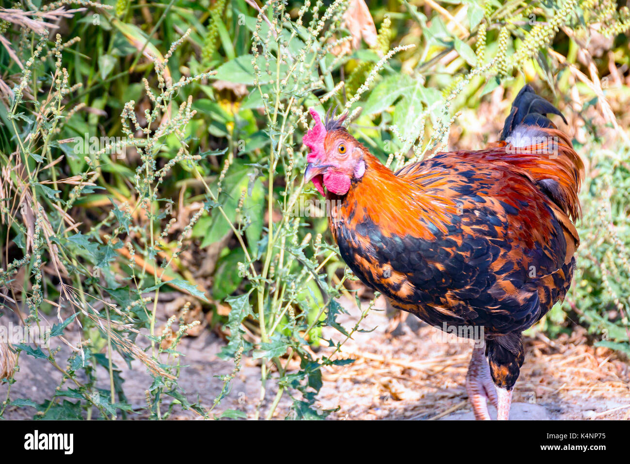 Pollo di motley colore Foto Stock