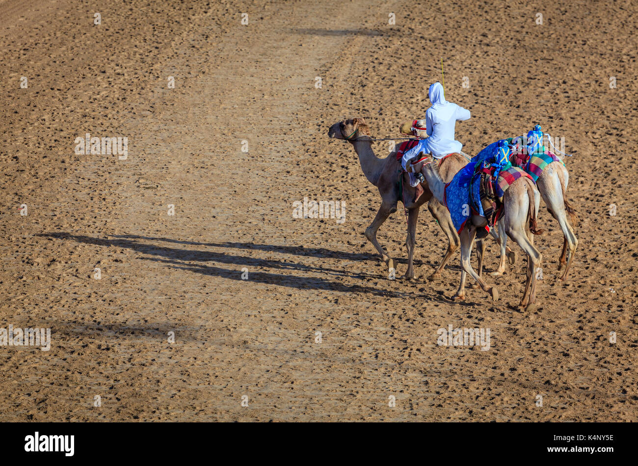 Dubai, Emirati Arabi Uniti - 25 Marzo 2016: Gestore di cammello al circuito di Dubai, UAE Foto Stock