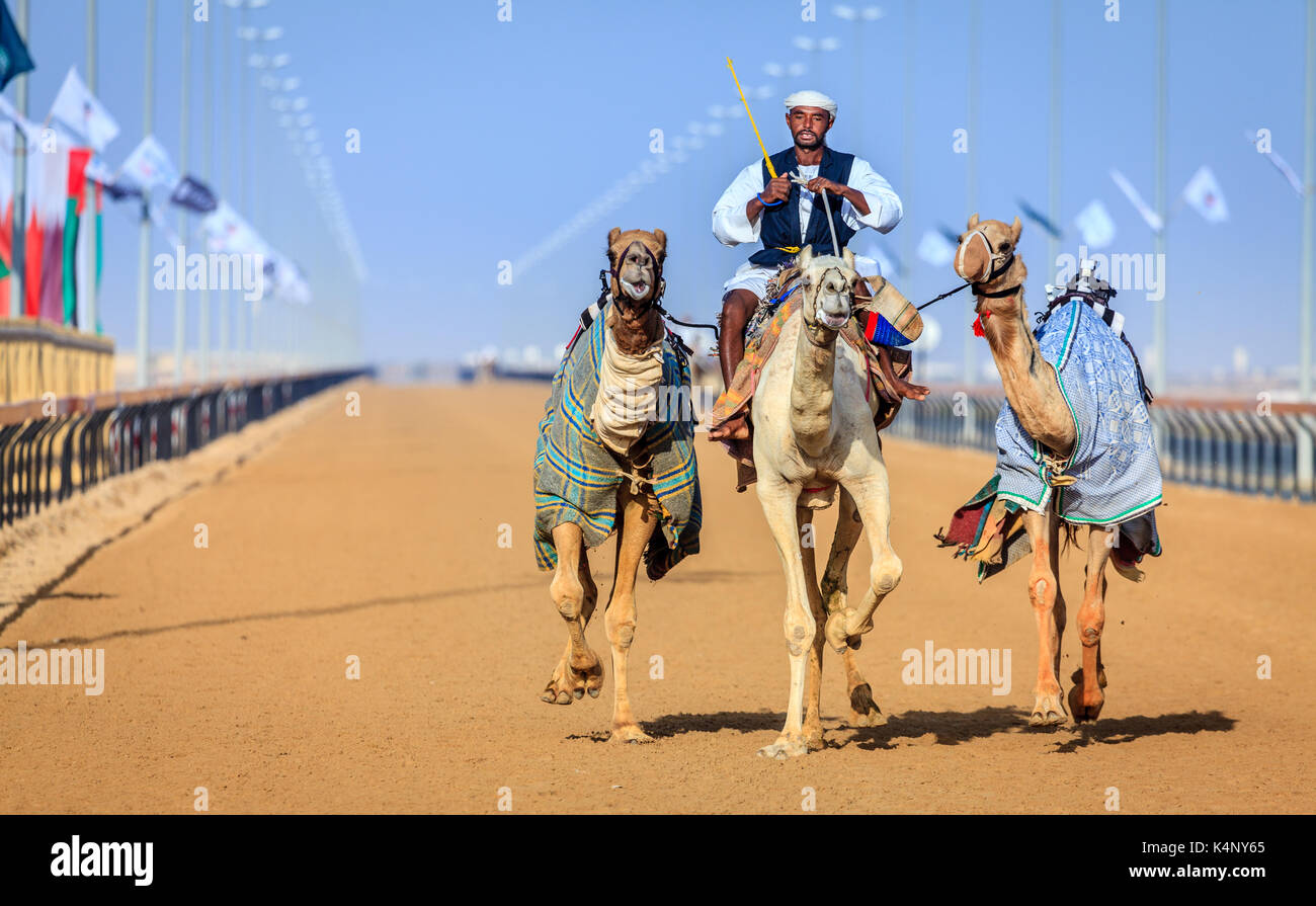 Dubai, Emirati Arabi Uniti - 25 marzo 2016: la pratica per corse di cammelli a dubai camel racing club, al marmoom, Emirati arabi uniti Foto Stock