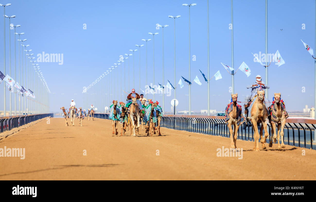 Dubai, Emirati Arabi Uniti - 25 marzo 2016: la pratica per corse di cammelli a dubai camel racing club, al marmoom, Emirati arabi uniti Foto Stock